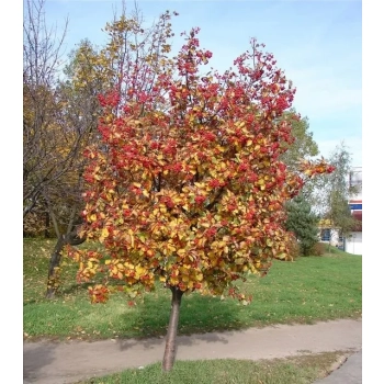 JARZĄB SZWEDZKI szczepiony oryginał - sadzonki 80 / 100 cm
